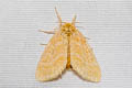 Yellow Tussock Euproctis lutea