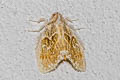 Euproctis sp. 