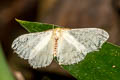 Eupterote bifasciata