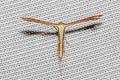 Dwarf Plume Moth Exelastis pumilio