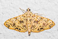 Glyphodes assimilis