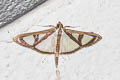 Glyphodes prothymalis