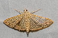 Glyphodes pulverulentalis