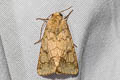 Cape Gooseberry Budworm Moth Helicoverpa assulta