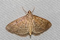 Grass Webworm Moth Herpetogramma licarsisalis 