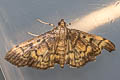 Herpetogramma sp.