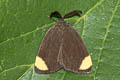 Heteropanula flavimacula