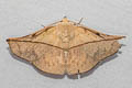 Heterospila nigripalpis
