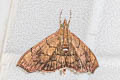 Hyalobathra micralis