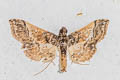 Hydriris elutalis