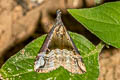 Hypena indicatalis