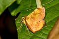 Hyperythra lutea