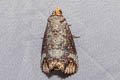 Hypocala andamana