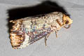 Hypocala andamana