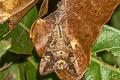 Variable Yellow Underwing Hypocala deflorata