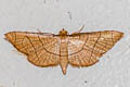 Hypolamprus ypsilon