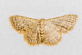 Idaea actiosaria