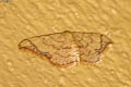 Idaea amplipennis