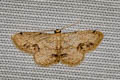 Idaea chotaria