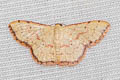 Idaea craspedota