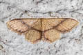 Idaea obliquilinea