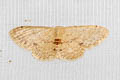 Idaea ptyonopoda