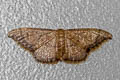 Idaea sp.