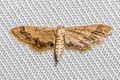 Idaea trypheropa