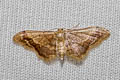 Idaea violacea