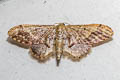 Idaea violacea