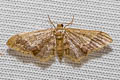 Idaea violacea