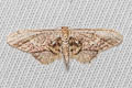 Idaea violacea