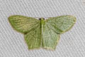 Idiochlora minuscula