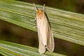 Tinged Tussock Moth Laelia obsoleta 