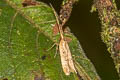 Lecithocera sp.