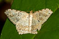 Luxiaria ochrophara