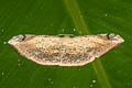 Luxiaria phyllosaria