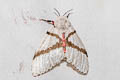 Lymantria bivittata marginalis