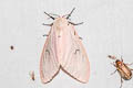 Lymantria brotea lepcha