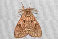 Lymantria inordinata