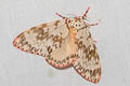 Pink Lymantria Moth Lymantria mathura