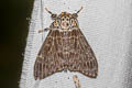 Pink Lymantria Moth Lymantria mathura