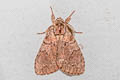 Lymantria subrosea singapura 