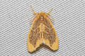 Lymantriinae sp.