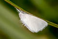 Lymantriinae sp.