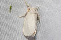 Lymantriinae sp.
