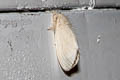 Lymantriinae sp.
