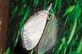 Lymantriinae sp.