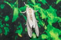 Lymantriinae sp.