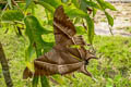 Tropical Swallowtail Moth Lyssa zampa